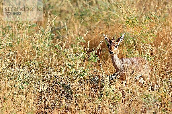 Dikdik (Madoqua)  Samburu National Reserve  Kenia  Afrika