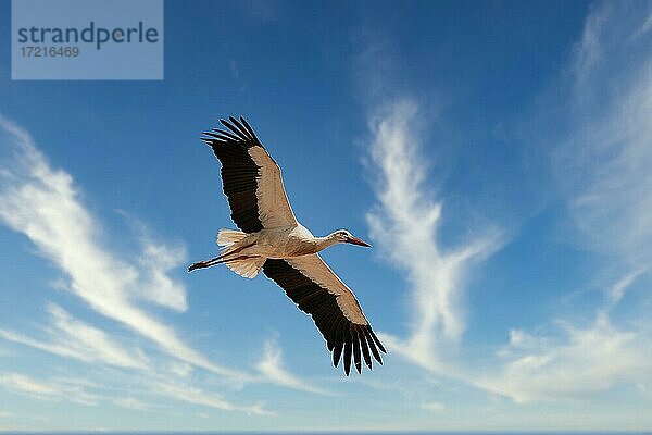 Weißstorch (Ciconia ciconia) im Flug  Extremadura  Spanien  Europa