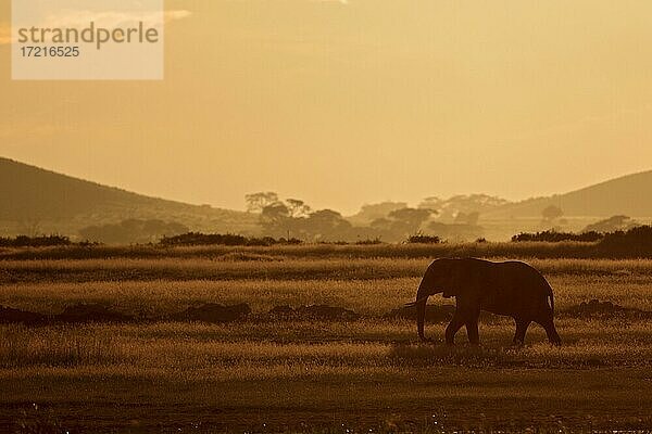 Afrikanischer Elefant (Loxodonta africana)  Nebel  Amboseli Nationlpark  Kenia  Afrika