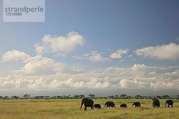 Afrikanischer Elefant (Loxodonta africana)  Gruppe  Savanne  Wolken  Berg  Kilimandscharo  Amboseli Nationlpark  Kenia  Afrika