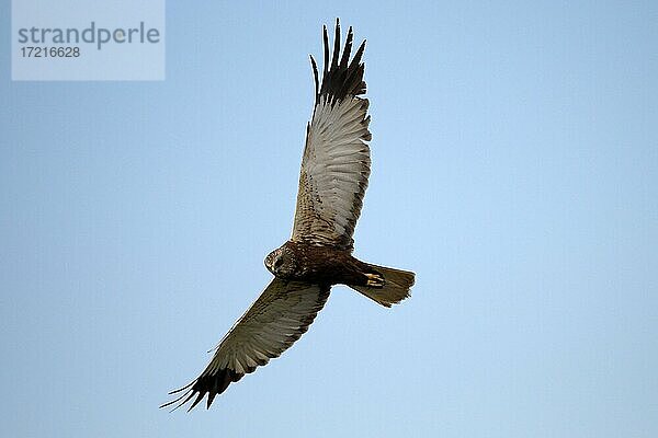 Rohrweihe (Circus aeruginosus)  Männchen  auf der Jagd  April  Texel  Nordsee  Nordholland  Niederlande  Europa