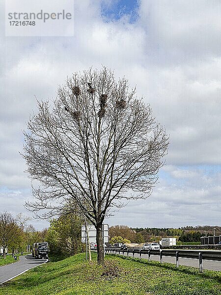 Saatkrähe (Corvus frugilegus) Brut-Kolonie auf dem Autobahn-Rastplatz  Nordrhein-Westfalen  Deutschland  Europa