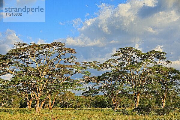 Fieber-Akazie  Gelbrinden-Akazie (Vachellia xanthophloea)  Wald  Amboseli Nationlpark  Kenia  Afrika