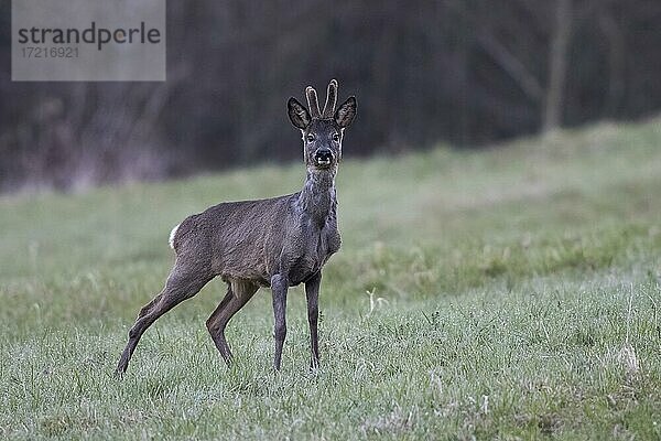 Rehbock (Capreolus capreolus) im Bast  Hessen  Deutschland  Europa