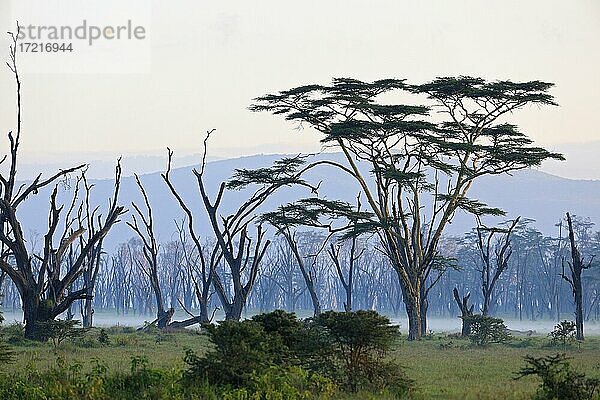Fieber-Akazie  Gelbrinden-Akazie (Vachellia xanthophloea)  Wald  Nebel  Lake Nakuru  Kenia  Afrika