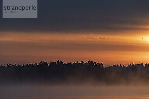Wald mit Nebel auf Wasseroberfläche zu blauer Stunde  Forggensee  Ostallgäu  Bayern  Deutschland  Europa