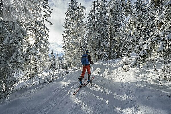Skitourengeher beim Aufstieg im verschneiten Wald  Aufstieg aufs Kreuzeck  Wettersteingebirge  Garmisch-Partenkirchen  Bayern  Deutschland  Europa