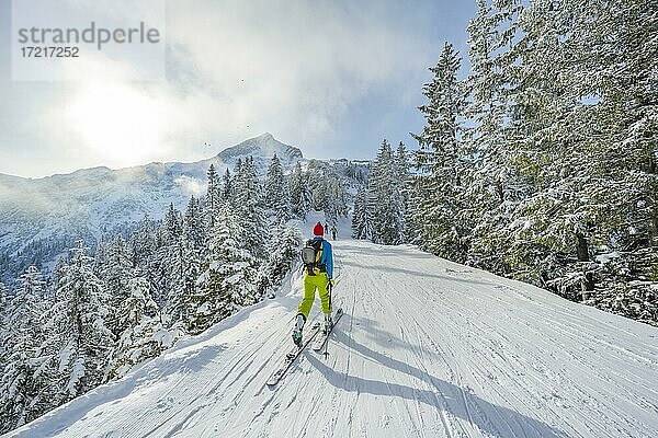 Skitourengeher zwischen verschneiten Bäumen  Aufstieg auf den Osterfelderkopf  hinten Gipfel der Alpspitze  Wettersteingebirge  Garmisch-Partenkirchen  Bayern  Deutschland  Europa