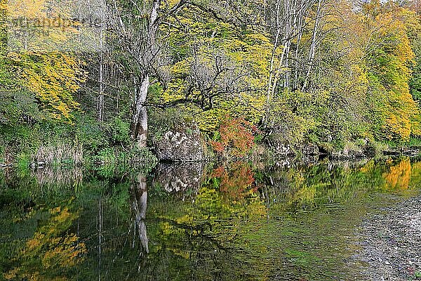 Donau  Donautal  Mischwald  Herbstfärbung  Fridingen  Naturpark Obere Donau  Baden-Württemberg  Deutschland  Europa