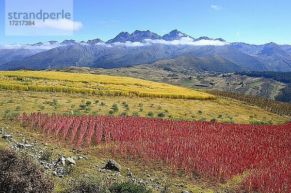 Feld mit reifem Quinoa (Chenopodium quinoa)  Provinz Andahuaylas  Peru  Südamerika