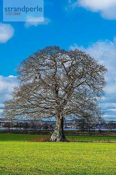 Felder  Wiesen und alte Bäume  Englisches Dorf  Devon  England  Vereinigtes Königreich