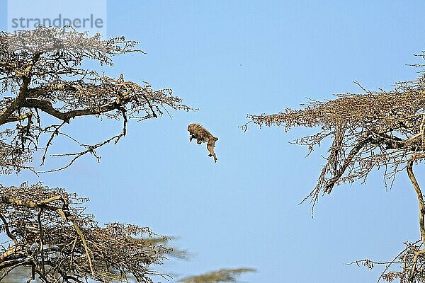 Anubispavian (Papio anubis) springt von Baum zu Baum  Solio Ranch Wildlife Sanctuary  Kenia  Afrika