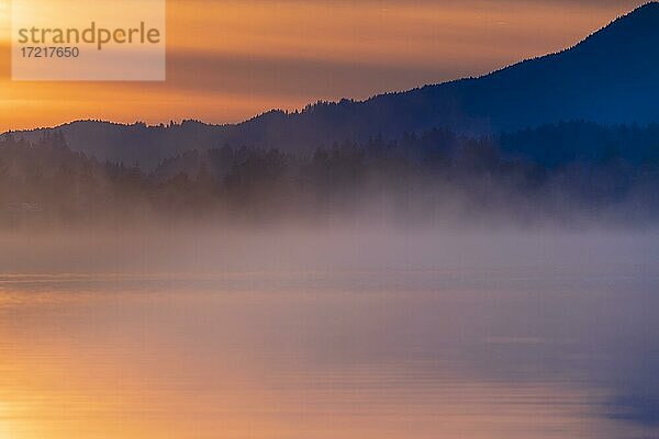 Wald mit Nebel auf Wasseroberfläche zu blauer Stunde  Forggensee  Ostallgäu  Bayern  Deutschland  Europa