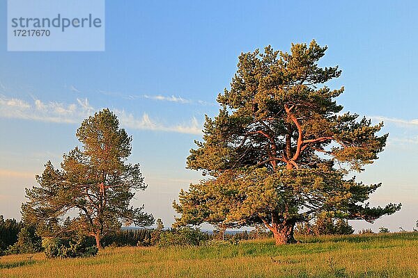Kiefern (Pinus) im Morgenlicht  Alter Berg  Böttingen  Naturpark Obere Donau  Baden-Württemberg  Deutschland  Europa