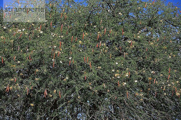 Flammenbaum (Delonix regia)  Hülsenfrüchtler (Fabaceae)  Fruchtstand  Früchte tragend  blühend  Blüte  Samburu National Reserve  Kenia  Afrika