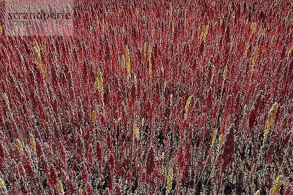 Feld mit reifem Quinoa (Chenopodium quinoa)  Provinz Andahuaylas  Peru  Südamerika