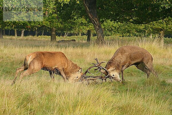 Kämpfende Hirsche vom Rothirsch (Cervus elaphus) zur Brunftzeit  Hirsch  Richmond Park  London