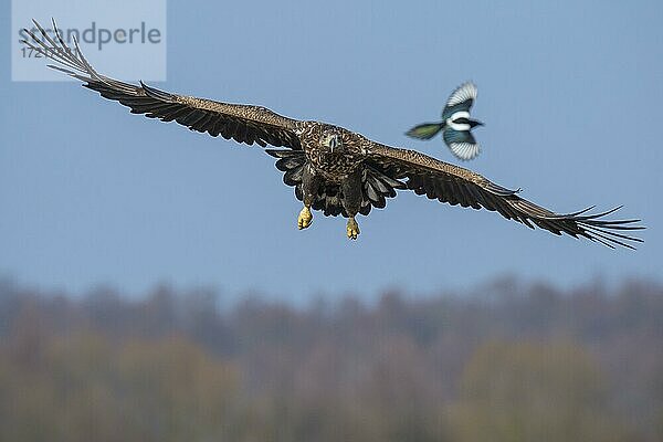 Fliegender junger Seeadler (Haliaeetus albicilla) im Winter mit Elster im Hintergrund  Kutno  Polen  Europa