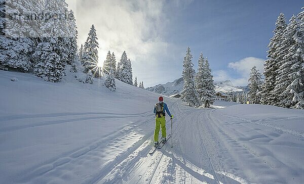 Skitourengeher beim zwischen verschneiten Bäumen  Aufstieg aufs Kreuzeck  Wettersteingebirge  Garmisch-Partenkirchen  Bayern  Deutschland  Europa