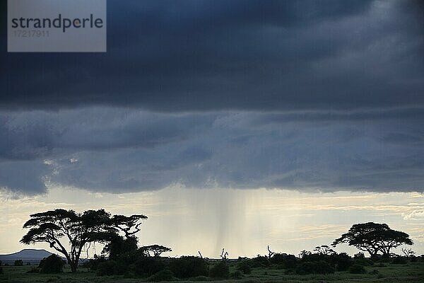 Gewitterstimmung  Regen  Wolken (Akazien)  Savanne  Amboseli Nationlpark  Kenia  Afrika
