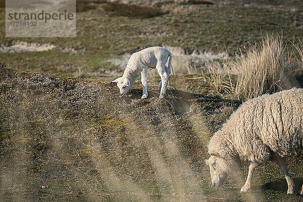 Mutterschaf grast zusammen mit seinem Lamm in der Dünenlandschaft des Sylter Ellenbogens. Die Schafe dort oben leben völlig frei