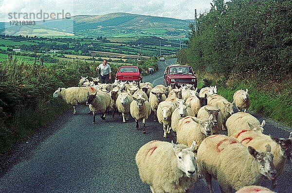Ein Bauer treibt seine Schafherde über eine Landstraße  September 1989  Co. Wicklow  Irland  Europa