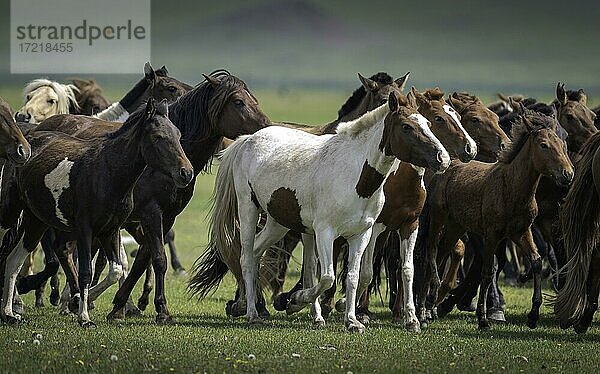 Pferde (Equus ferus caballus) im Sommer  Provinz Arkhangai  Mongolei  Asien