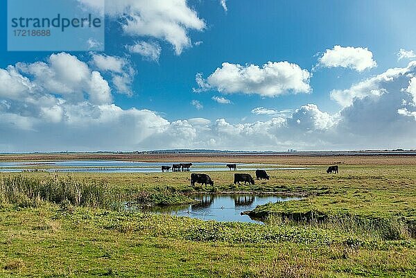 Weidende Rinder  Beltringharder Koog bei Lüttmoorsiel  Reußenköge  Nordfriesland  Schleswig-Holstein  Deutschland  Europa