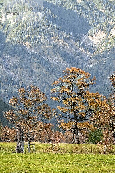 Laubbäume in Herbstfärbung  Herbstlandschaft im Rißtal  Großer Ahornboden  Engalpe  Eng  Gemeinde Hinterriß  Karwendelgebirge  Alpenpark Karwendel  Tirol  Österreich  Europa