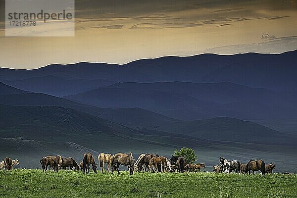 Pferde (Equus ferus caballus) im Sommer auf Berg  Provinz Arkhangai  Mongolei  Asien