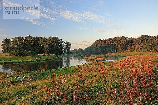 Wilde Karde (Dipsacus fullonum) am Ufer der Donau  Hundersingen  Naturpark Obere Donau  Baden-Württemberg  Deutschland  Europa