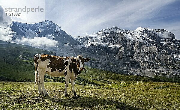 Kuh vor der Eiger Nordwand  Steilwand und Berge  Jungfrauregion  Lauterbrunnen  Berner Alpen  Schweiz  Europa