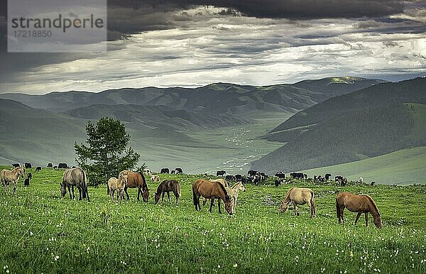 Pferde (Equus ferus caballus) im Sommer auf Berg  Provinz Arkhangai  Mongolei  Asien
