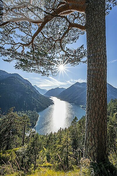 Wanderweg zum Schönjöchl  Sonne scheint durch lichten Kiefernwald  Plansee mit Bergen  Tirol  Österreich  Europa