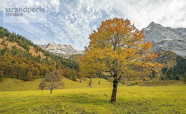 Ahornbaum mit Herbstlaub  Herbstlandschaft im Rißtal mit Spritzkarspitze  Großer Ahornboden  Engalpe  Eng  Gemeinde Hinterriß  Karwendelgebirge  Alpenpark Karwendel  Tirol  Österreich  Europa