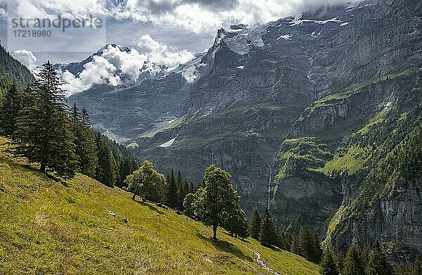Baum steht auf einem Hang  hinten Berge und Berggipfel  Steilwand  Jungfrauregion  Lauterbrunnen  Berner Alpen  Schweiz  Europa
