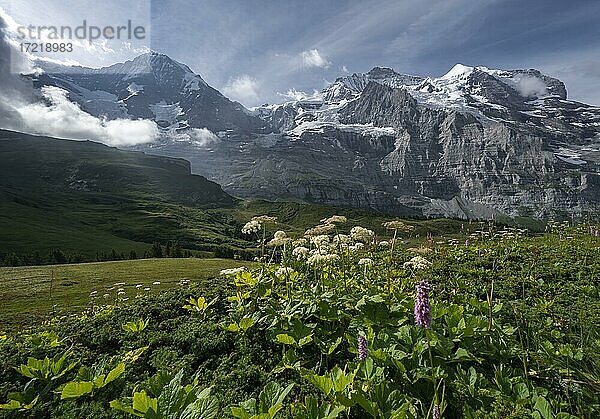 Blumen vor der Eiger Nordwand  Steilwand und Berge  hinten Berge und Berggipfel  Jungfrauregion  Lauterbrunnen  Berner Alpen  Schweiz  Europa