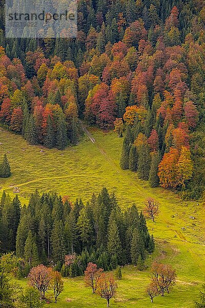 Bunte Herbstlandschaft im Rißtal  Mischwald im Herbst  Großer Ahornboden  Engalpe  Eng  Gemeinde Hinterriß  Karwendelgebirge  Alpenpark Karwendel  Tirol  Österreich  Europa