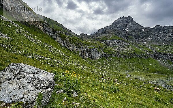 Berg Chilchflüh  vorne Gelber Enzian  Lauterbrunnen  Berner Alpen  Schweiz  Europa