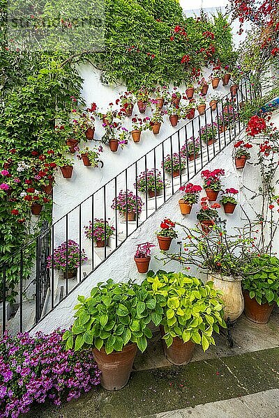 Treppe mit Blumen geschmücktem Innenhof  Geranien in Blumentöpfe an der Hauswand  Fiesta de los Patios  Córdoba  Andalusien  Spanien  Europa