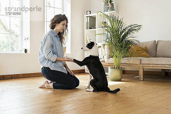 Jack Russell Terrier schüttelt die Hand einer Frau  die zu Hause auf dem Hartholzboden kniet