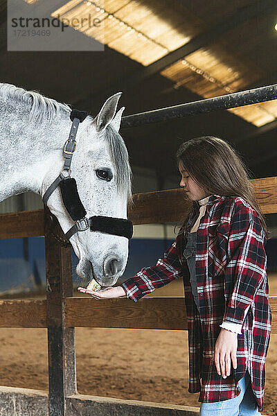 Mädchen füttert ein Pferd im Stall  während sie am Zaun steht
