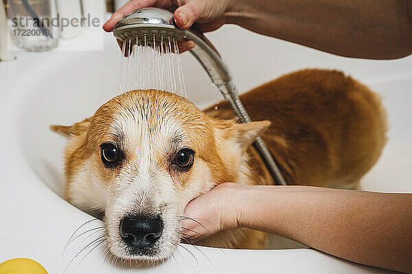 Hände einer Frau  die einen Corgi-Hund in der Badewanne wäscht