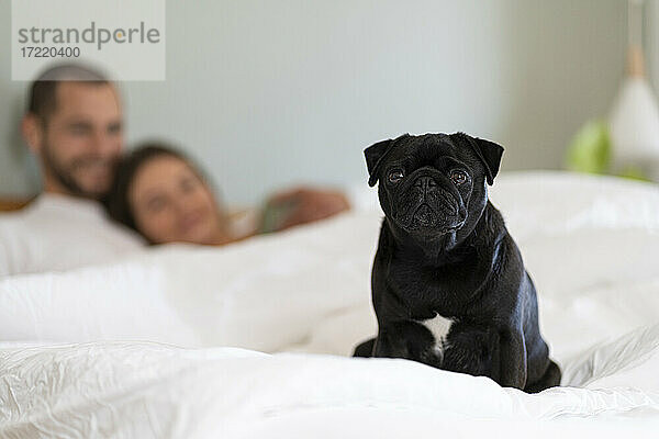 Mops-Hund auf dem Bett sitzend  während ein Paar im Hintergrund kuschelt