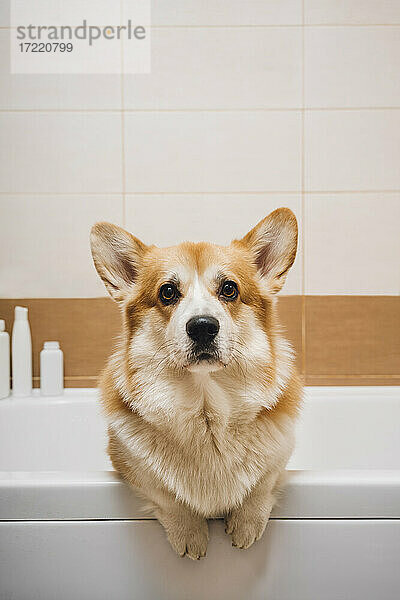 Porträt eines in der Badewanne stehenden Corgi-Hundes