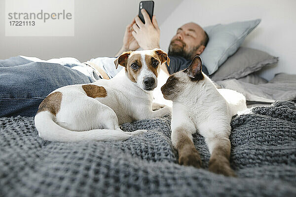 Katze und Hund von einem reifen Mann  der sein Smartphone benutzt  während er zu Hause auf dem Bett liegt
