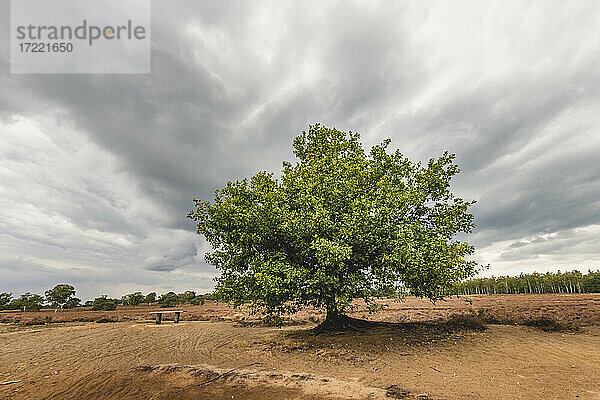 Graue Wolken über einem einsamen grünen Baum im Veluwezoom National Park
