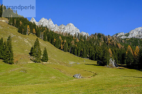 Waldrand mit der Gosaukamm-Bergkette im Hintergrund