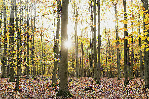Sonne  die durch die Zweige der Waldbäume im Herbst scheint
