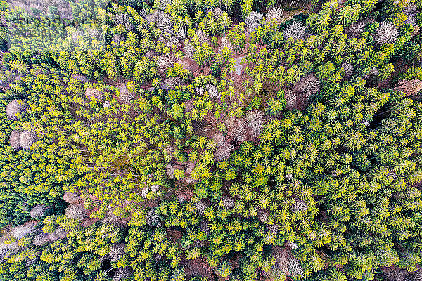 Deutschland  Baden Württemberg  Luftaufnahme des Schwäbischen Waldes im Frühling